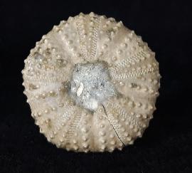 Tetragamma malbosi (AGASSIZ & DESOR 1846) - Bild © FossNet FossilienStore
